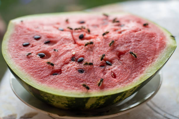 istock wasp eat juicy red fresh chopped watermelon 1170508592