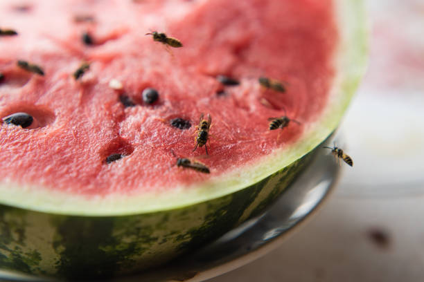istock wasp eat juicy red fresh chopped watermelon 1170508697