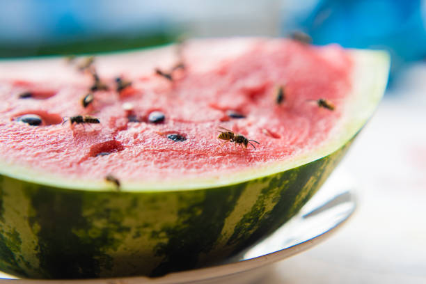 istock wasp eat juicy red fresh chopped watermelon 1170508745