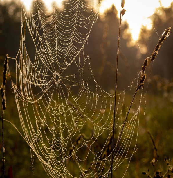 istock Spider web against sunrise in the field covered fogs. 1170508756