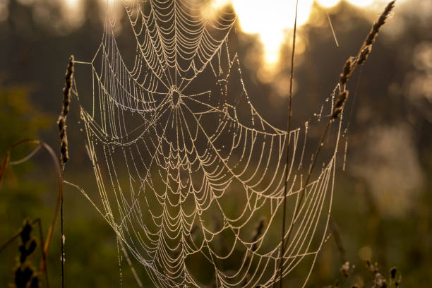 istock Spider web against sunrise in the field covered fogs. 1170508760