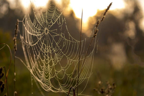 istock Spider web against sunrise in the field covered fogs. 1170508764
