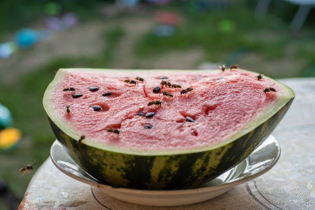 istock wasp eat juicy red fresh chopped watermelon 1170508807