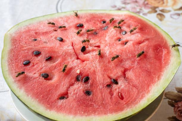 istock wasp eat juicy red fresh chopped watermelon 1170508819