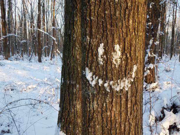istock smiley face in snow on tree in the forest with trees in the winter 1170509061