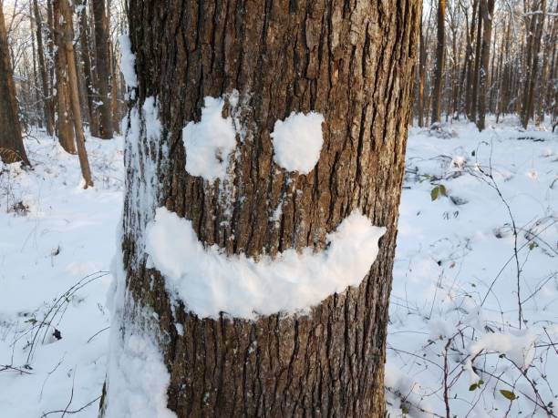 smiley face in snow on tree trunk in the forest with trees in the winter