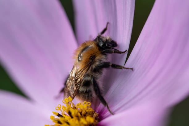 istock A bee full of pollen on a flower 1170510467