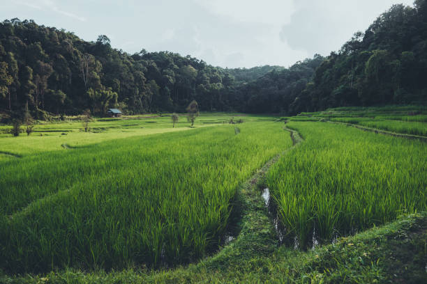 istock Paddy field In the countryside Rice fields in asia 1170511079