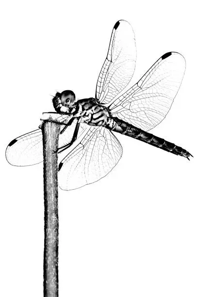 Photo of Dragonfly and transparent wings at tip of branch - black and white.