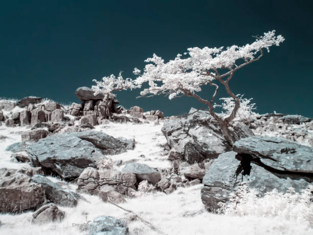 infrarrojo de árbol solitario - twistleton scar fotografías e imágenes de stock