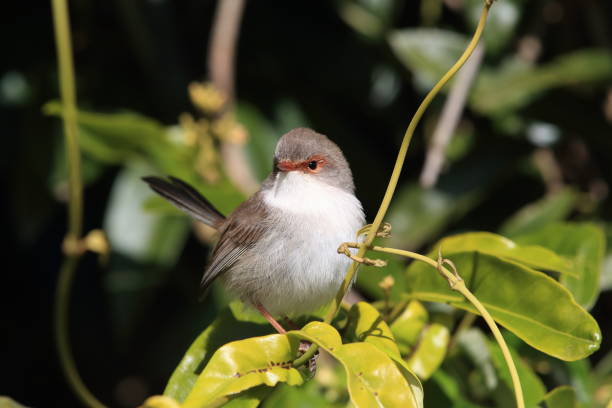 istock Superb Fairywren (Malurus cyaneus)  Queensland Australia 1170514052