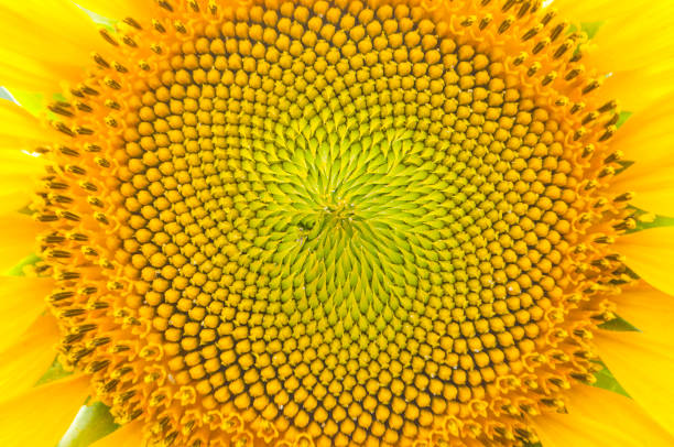 Crop of Sunflower. Backlit sunflower. Shot in studio.see similar files: