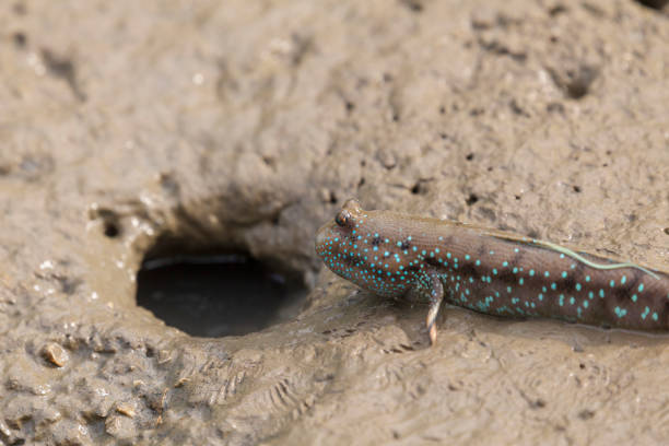 istock Mudskipper or Amphibious fish in the mud at mangrove forest 1170514672