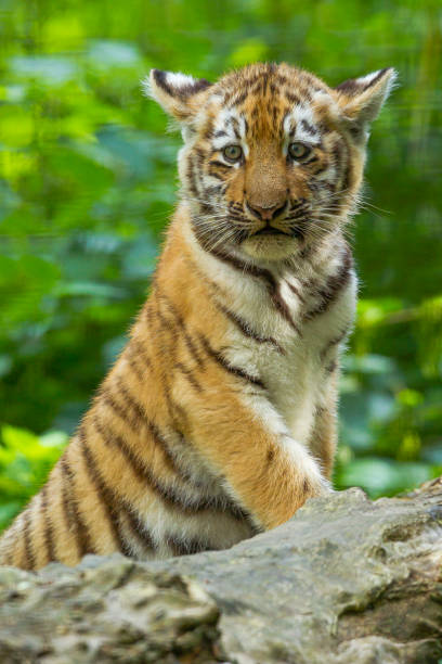 istock Amur/Siberian Tiger cub standing on a Tree (Panthera tigris altaica) 1170515496