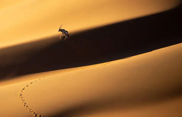 Solitary oryx standing on a sand dune in Sossusvlei desert during sunset on the edge of shadowy and light sand. Sossusvlei, Namibia.