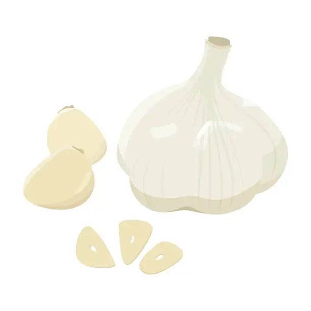 Vector illustration of Illustration of garlic.Food ingredients also used for traditional Chinese medicine and medicinal dish.