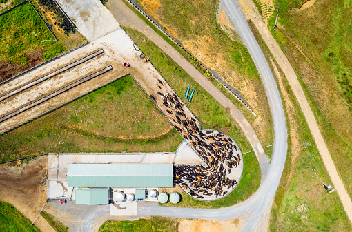 An aerial view showing a herd of dairy cows entering a cowshed for milking on a farm in New Zealand's Waikato region.\n\nProperty released image.
