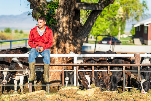 A young farmer taking a moment to relax while the dairy cows on the farm eat their morning feed.
