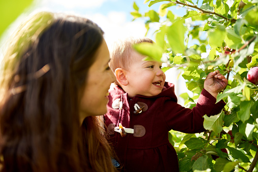 Cute young male child looking at fresh organic fruit during apple picking activity with mother