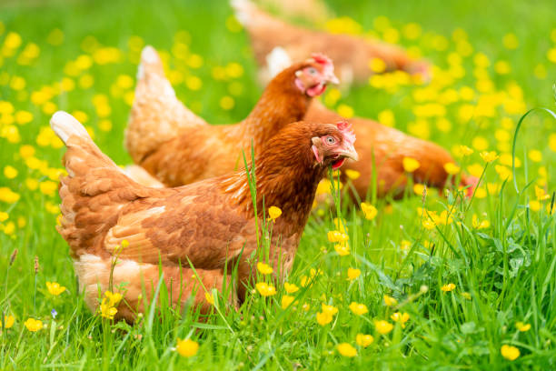 istock Hens among grass and buttercups 1170515799