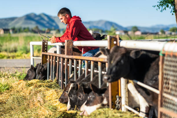 istock Young farmer checking phone during cow feeding 1170515845