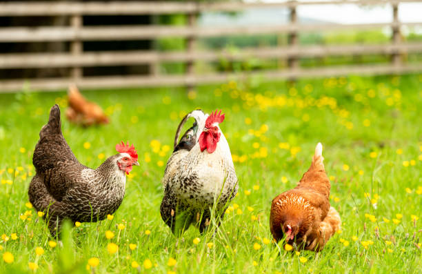 istock Hens and a cockerel in a meadow in springtime 1170515860