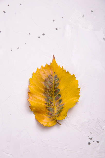 istock Autumn concept of yellow fallen leaf on a gray background 1170517276