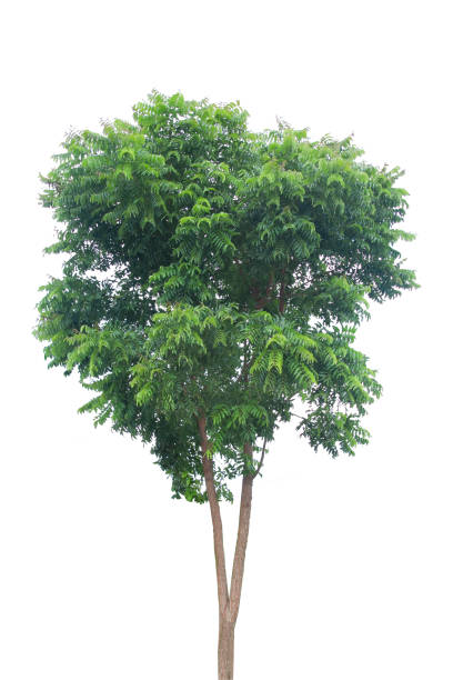 istock Big green tree isolated on white background,environment nature 1170517726