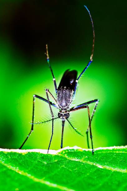 istock Closed up male mosquito on green leaf. 1170517814