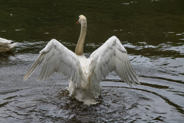An adult swan flapping its wings on a lake in Cornwall in summer