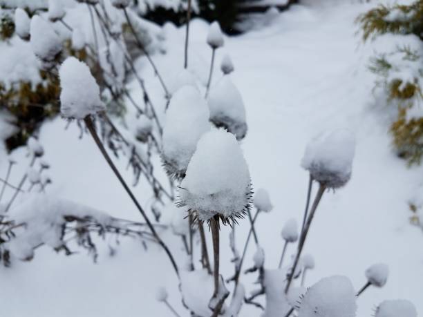 white snow on dead coneflower in the winter