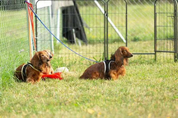 Three dachshund dogs waiting and sitting on a meadow in dogschool area.