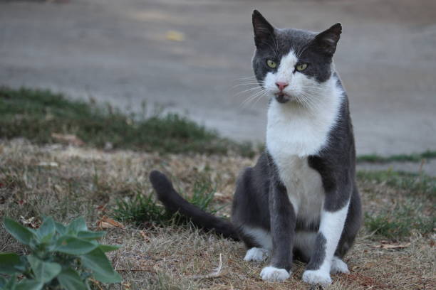 istock Portrait gray and white cat 1170521416