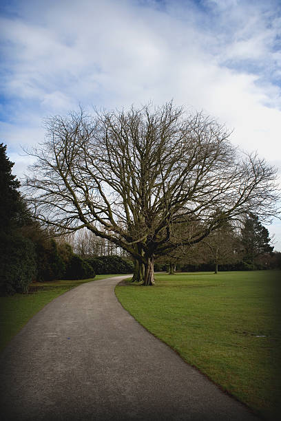 Kasztanowiec drzewa – zdjęcie