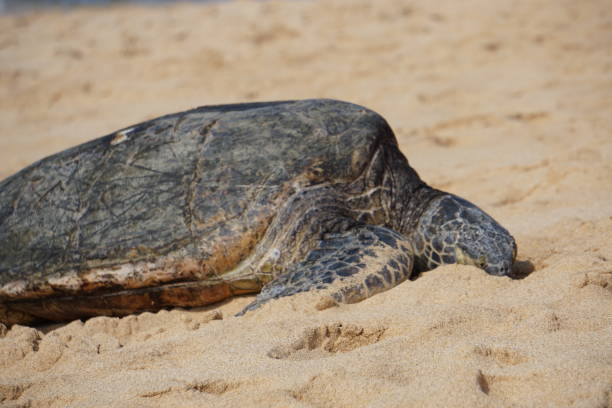 istock Sea turtles resting on the beach 1170522821