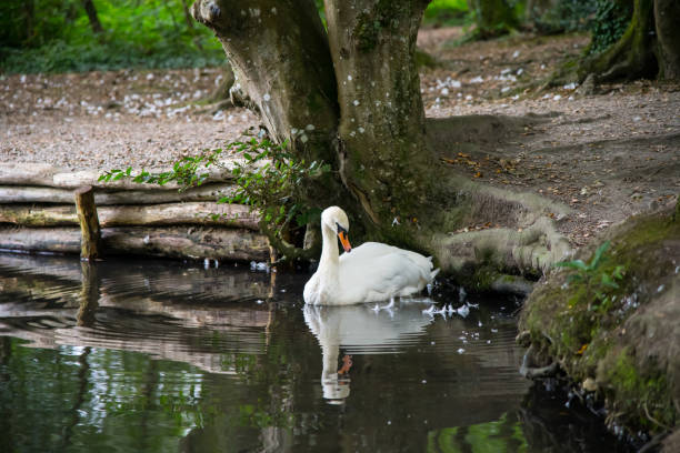 An adult swan at the waterside in Cornwall in summer