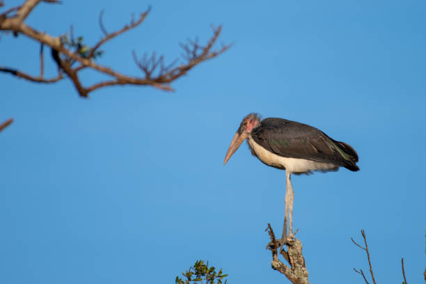 istock Marabou Storks perched on a tree branch in South Africa. 1170522978