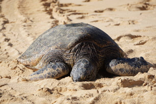 istock Sea turtles resting on the beach 1170523120