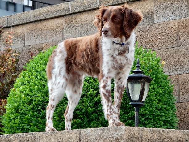 istock Brittany spaniel standing next to a green bush on a wall 1170523146