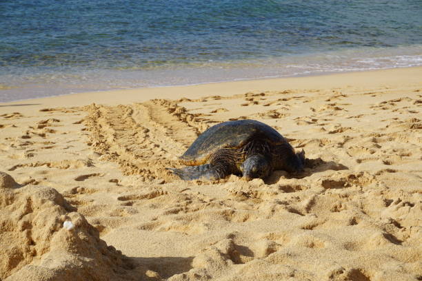 istock Sea turtles resting on the beach 1170523150