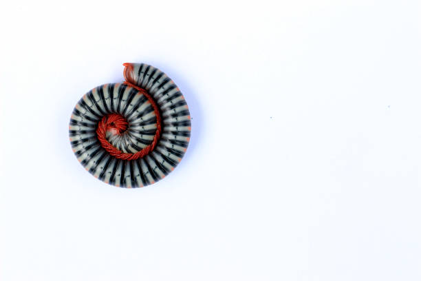 Beautiful millipedes curl up in acircle on a white background.
