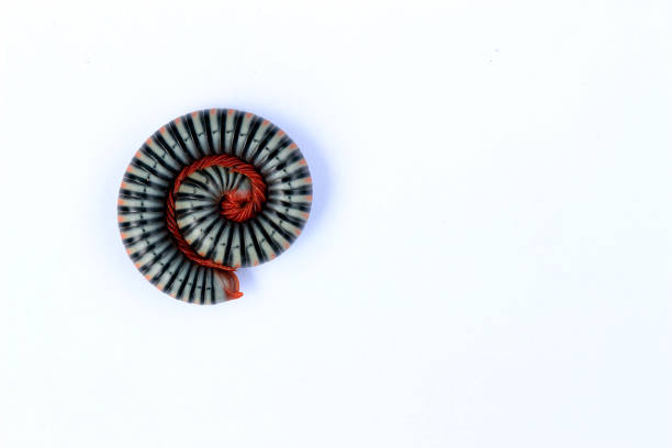 Beautiful millipedes curl up in acircle on a white background.