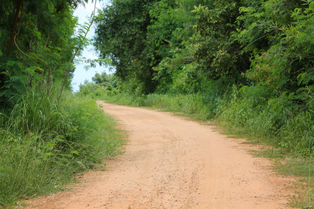 istock Rural Road to the forest with trees. 1170524932