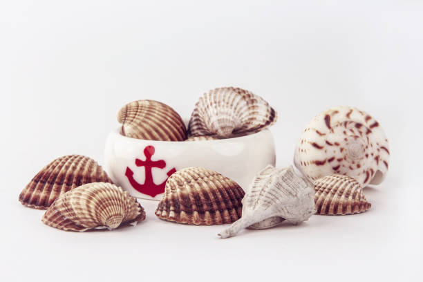 Set of different seashells and bracelet with anchor, summer composition. Tropical summer vacation concept