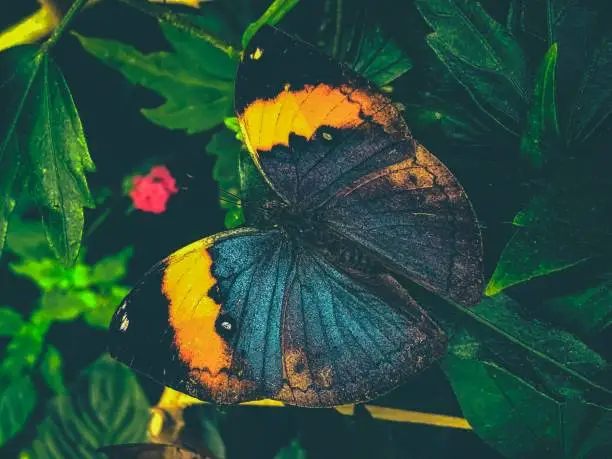 Frontal portrait of Kallima Inachus butterfly known as orange oakleaf, Indian oakleaf or dead leaf.