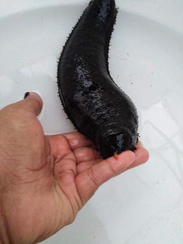 Black Sea cucumber in sea cucumber fram at thailand