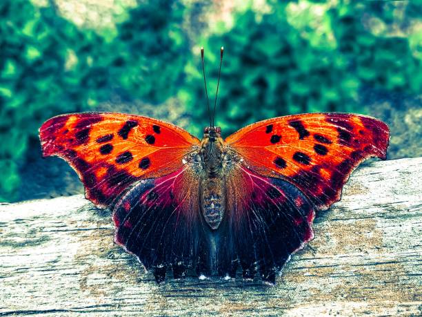 istock Closeup of Painted Lady Butterfly 1170526542