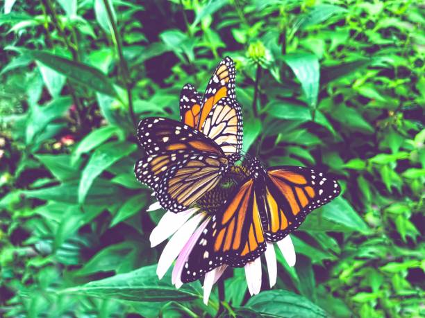 istock Closeup of Three Monarch Butterflies Perched on a Single Flower 1170526591