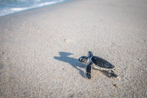 istock Baby Green sea turtle on the beach. 1170526729
