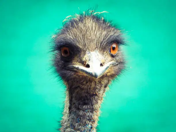 Closeup footage of Emu bird in the park